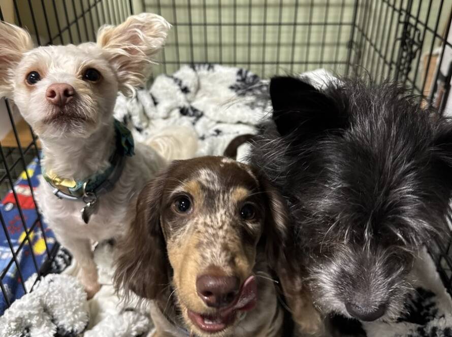 Three small dogs resting together during boarding at Elite Training Centers