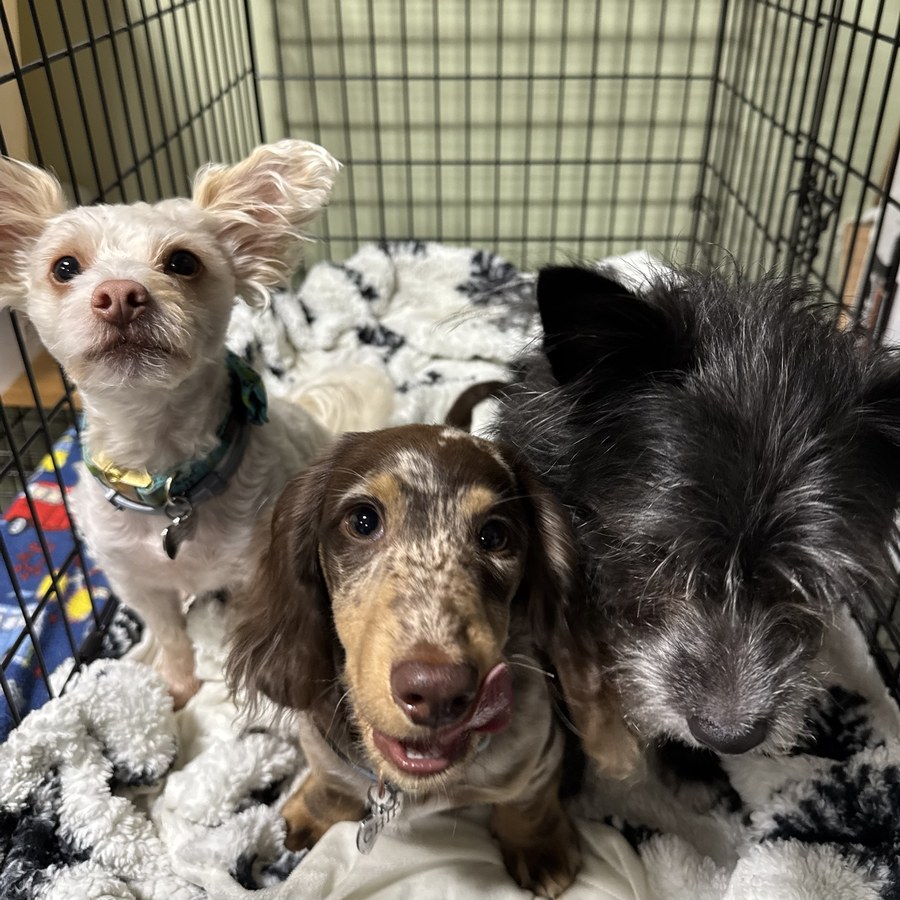 Boarding & Daycare