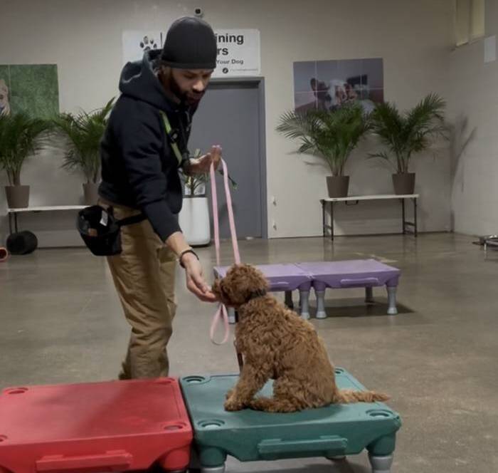 Ivan training a doodle puppy on a raised platform at Elite Training Centers