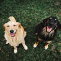 From Puppyhood to Golden Years: The Lifelong Journey of Canine Training at