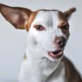 Why Is My Dog Reactive? The Real Reasons Behind the Barking and Lunging