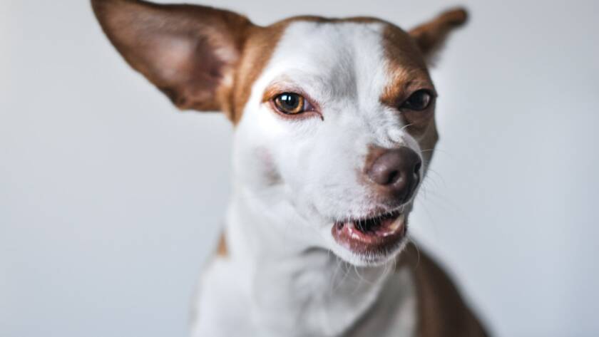 Dog barking