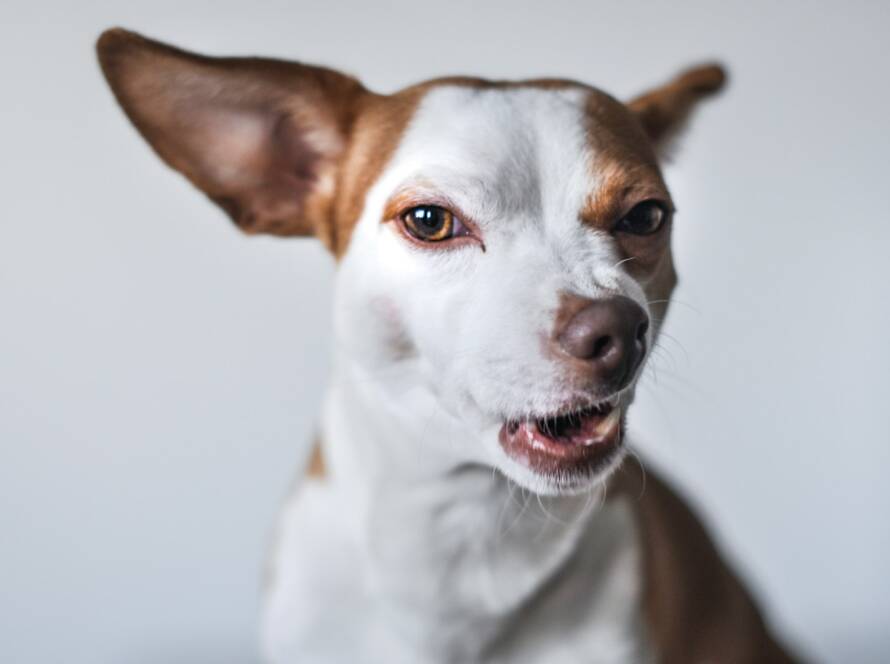 Dog barking