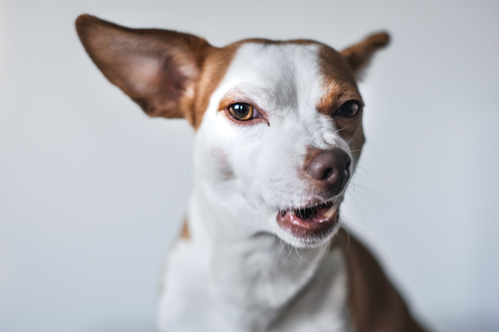 Reactive Dog Rehab