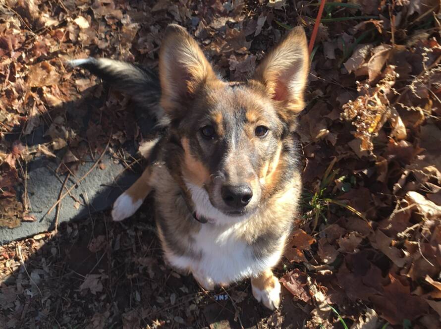 Demi as a puppy exploring the woods