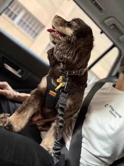 Happy cocker spaniel buckled in for a car ride with an Elite Training Centers trainer