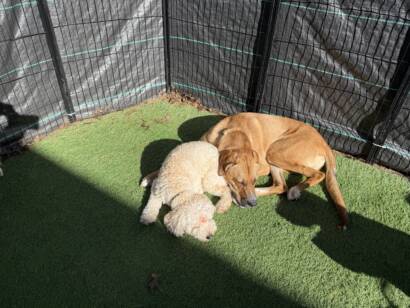 Doodle and hound mix napping together in the sun at Elite Training Centers daycare
