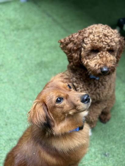 Red dachshund mix and brown doodle looking up at their trainer at Elite Training Centers