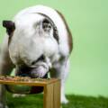 Cooking for Your Dog? That Doesn’t Mean the Nutrition Is Right
