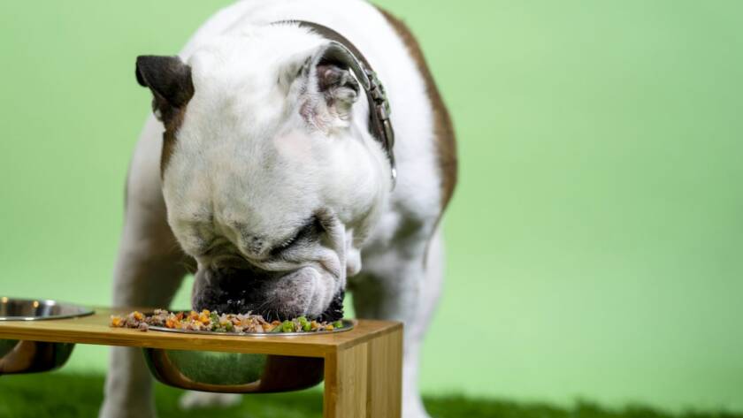 Bulldog eating homemade dog food from a bowl