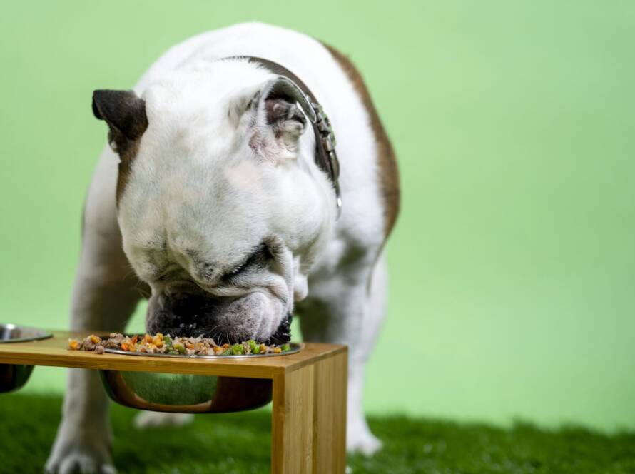 Bulldog eating homemade dog food from a bowl