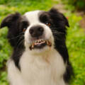 When Your Dog Growls, Don’t Shut Them Up
