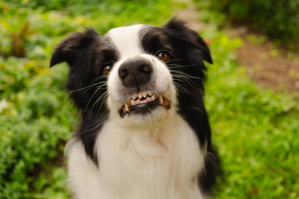Border collie baring its teeth in a defensive snarl