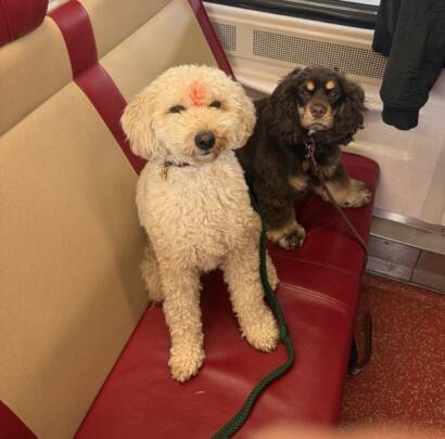 Cream doodle and chocolate cocker spaniel sitting politely on a train seat