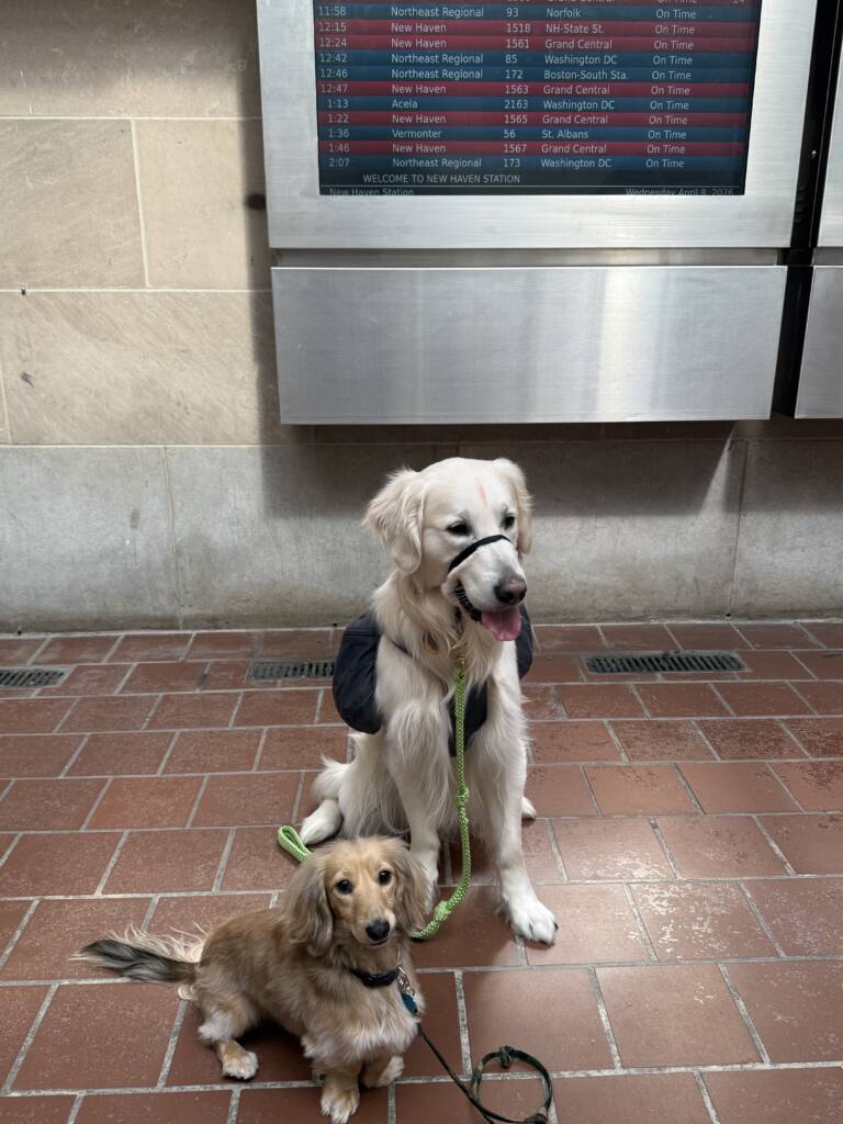 Two trained dogs waiting calmly at a train station