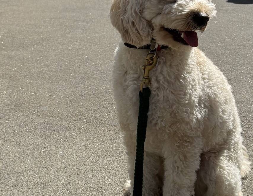 Calm doodle sitting on a loose leash in a busy Manhattan plaza