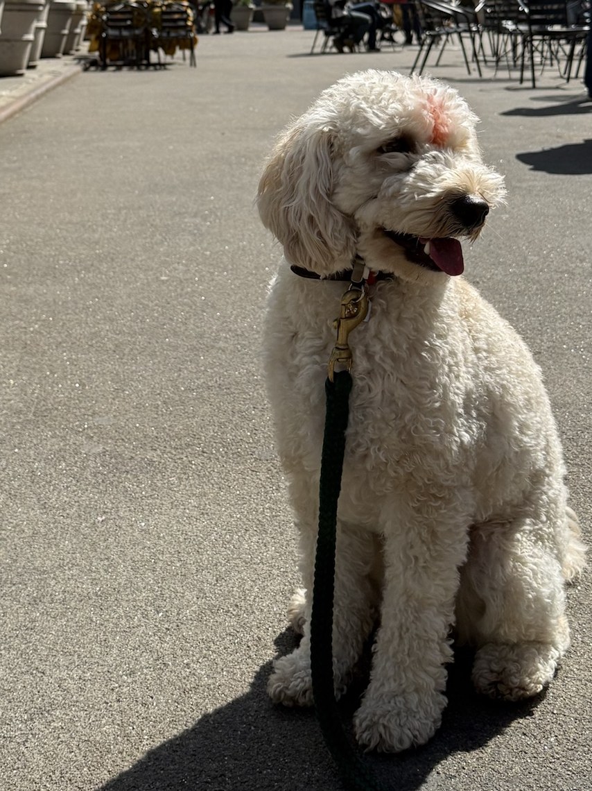Reactive Dog Rehab