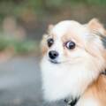 Socializing a Reactive Dog: Why ‘Just Expose Them More’ Usually Backfires