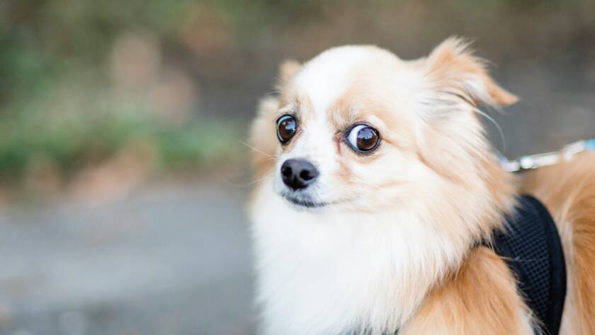 A small dog on a leash looking warily off to the side