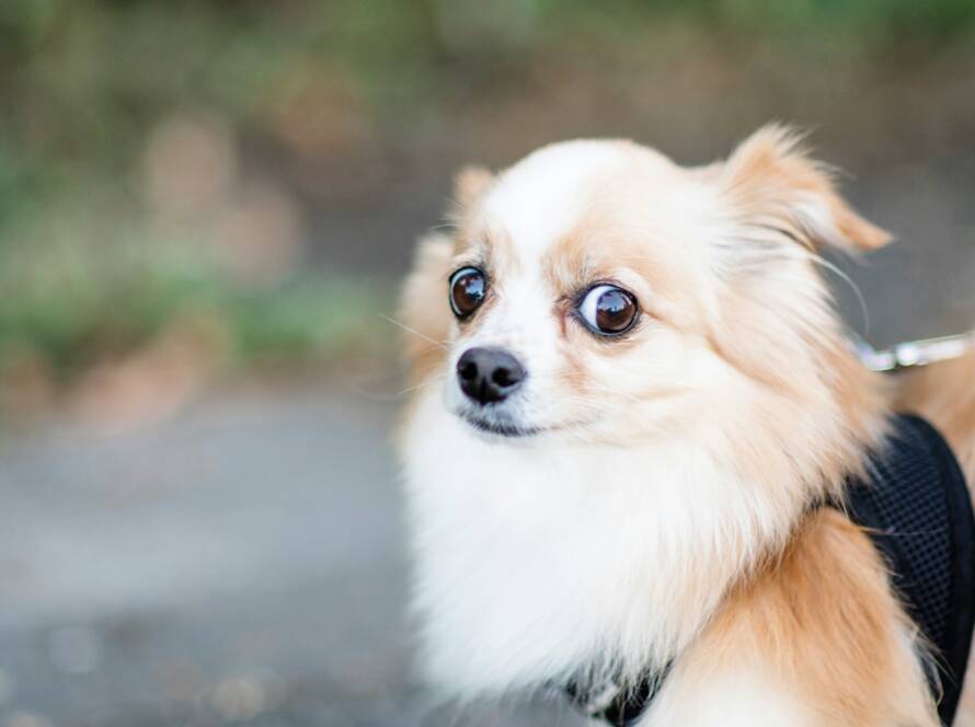 A small dog on a leash looking warily off to the side