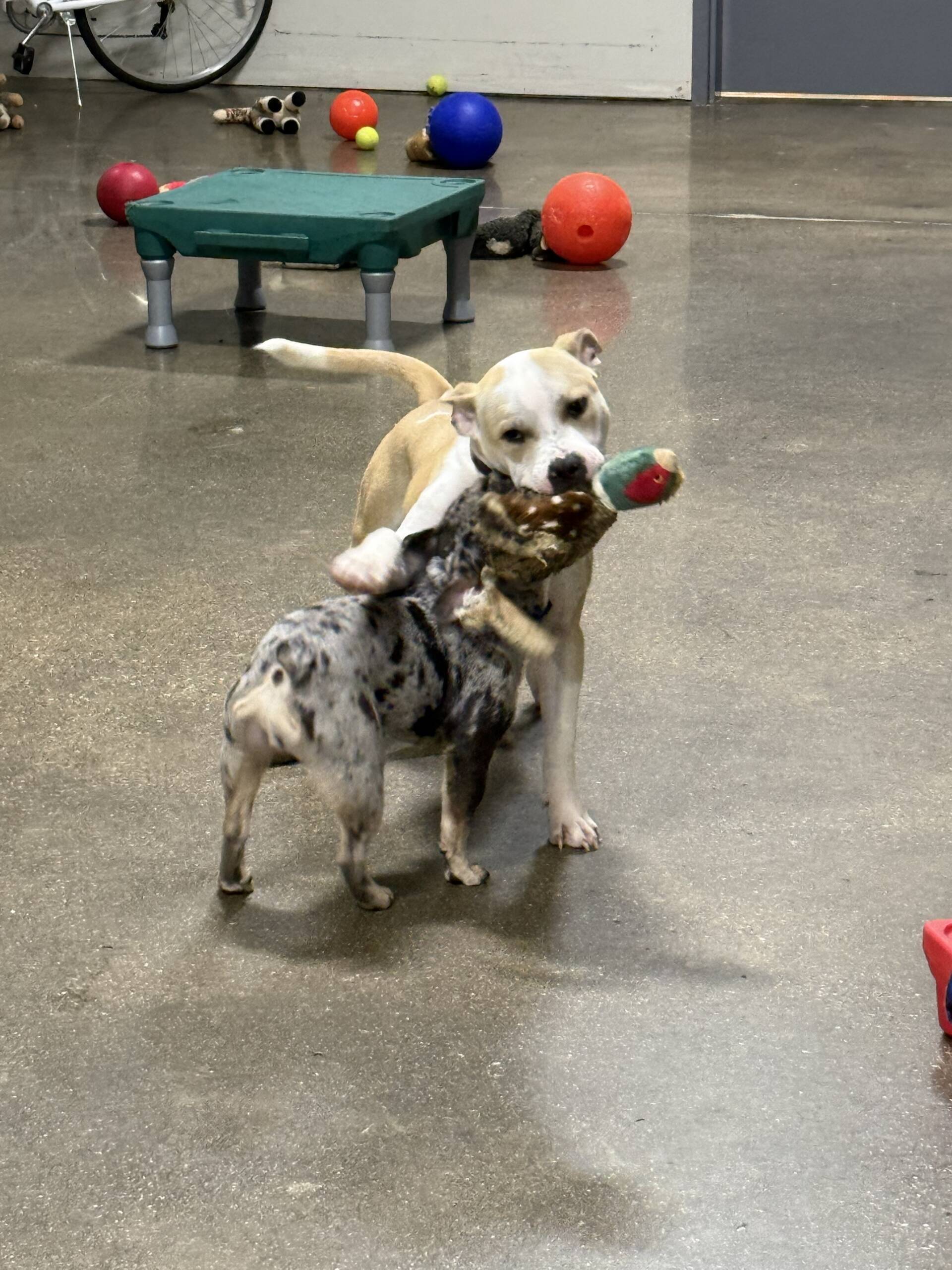 Jumpstart Puppy Board & Train