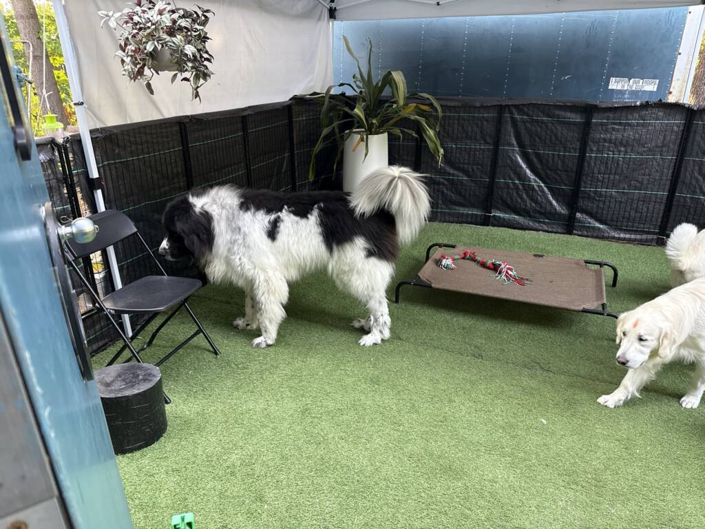 Dogs in the turf yard at Elite Training Centers