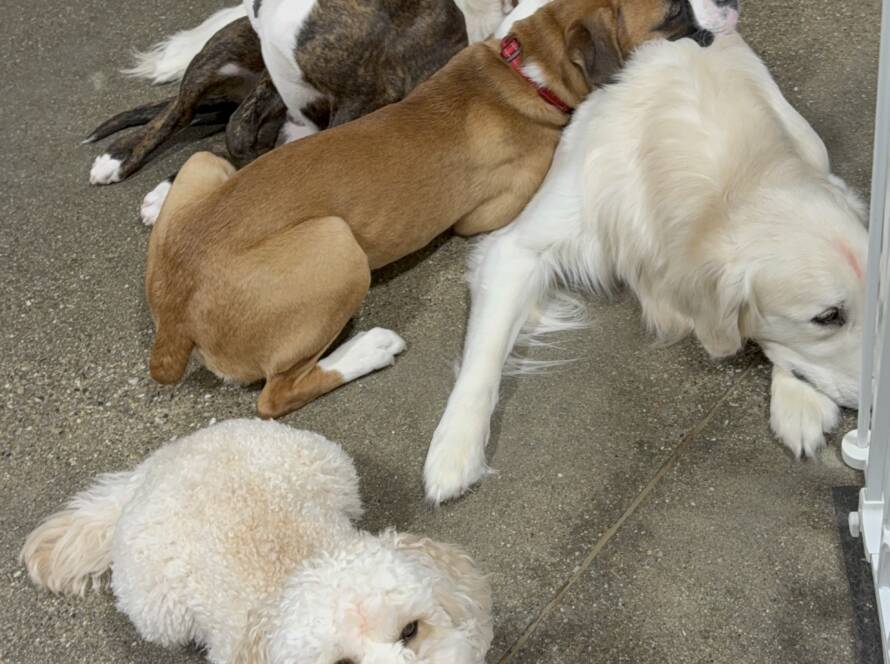 Boarding dogs relaxing together after play at Elite Training Centers in Glastonbury, CT