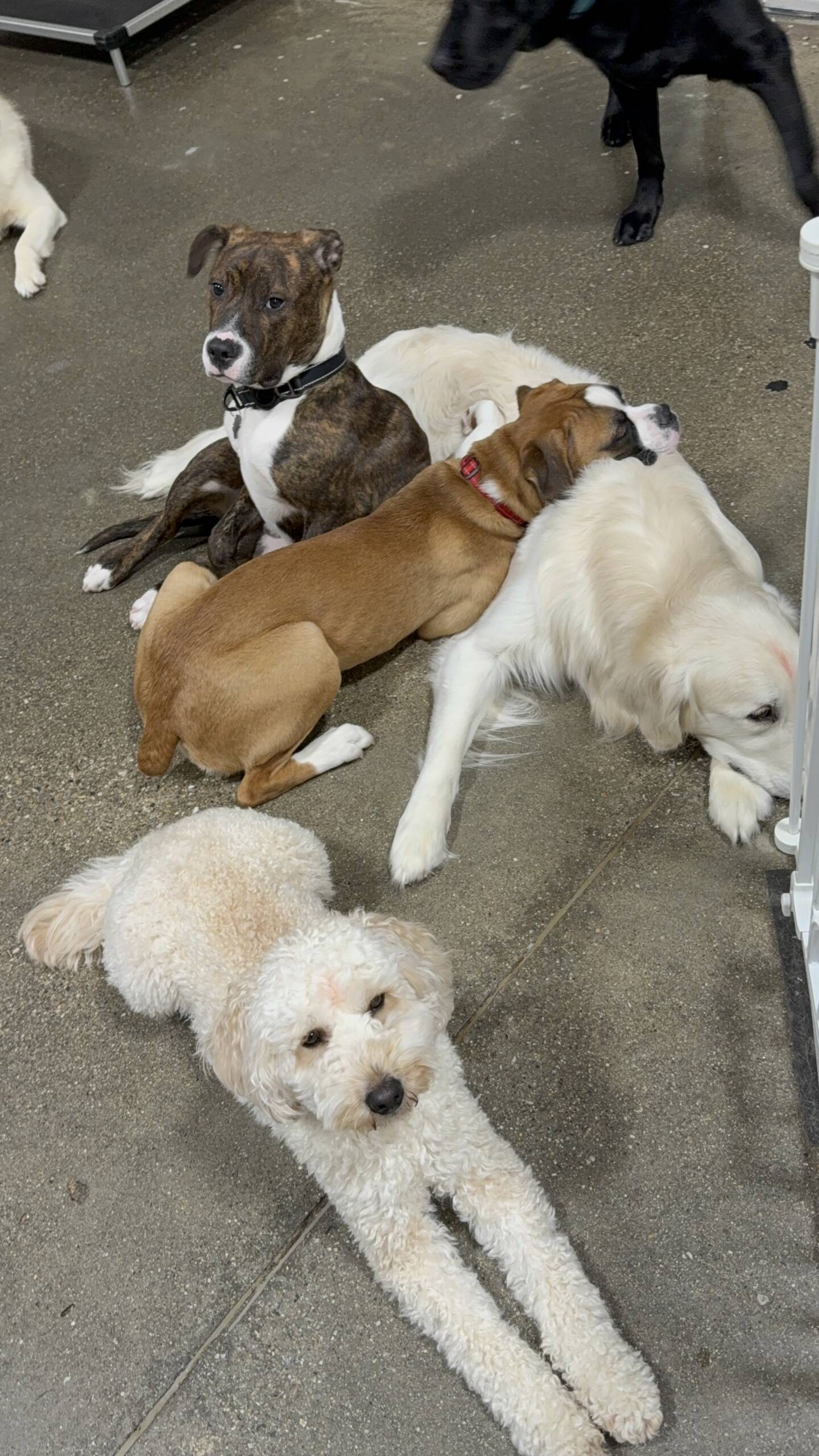 Dog Boarding