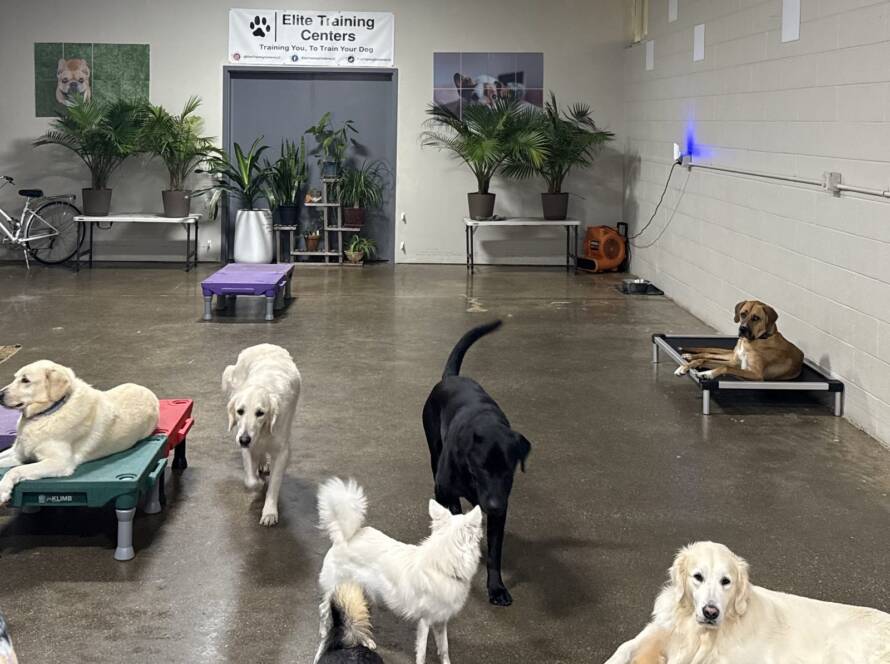 Daycare dogs playing and resting on cots in one supervised pack at Elite Training Centers in Glastonbury, CT