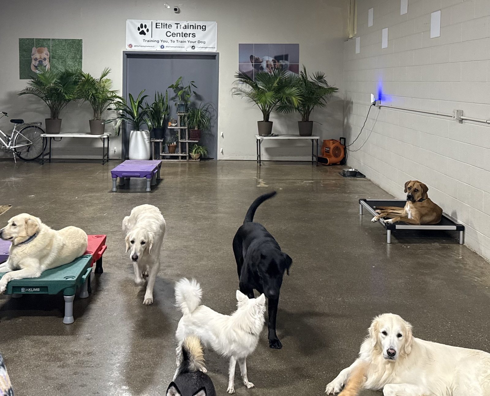 Dog Daycare