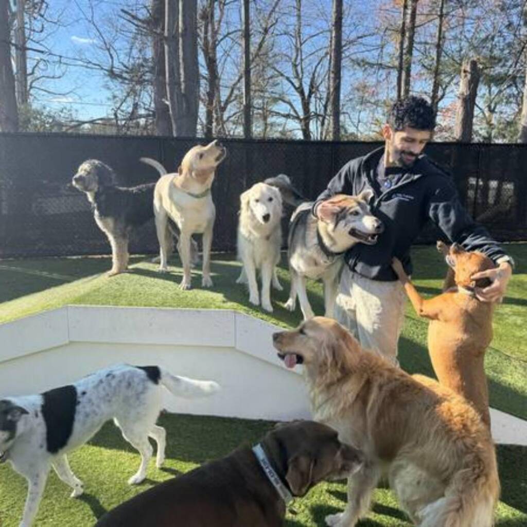 A dog training with Elite Training Centers in Glastonbury, CT