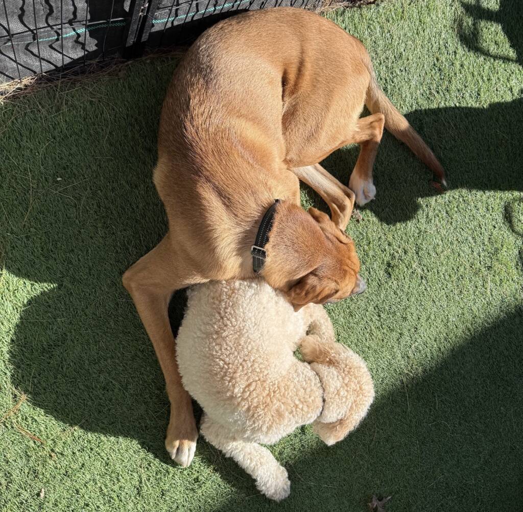 A red dog curled around a cream doodle, napping together on the turf