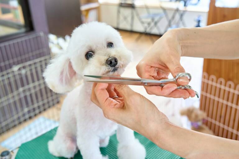 Small white puppy sitting still on a grooming table while a groomer trims around its face with scissors