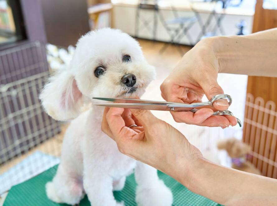 Small white puppy sitting still on a grooming table while a groomer trims around its face with scissors