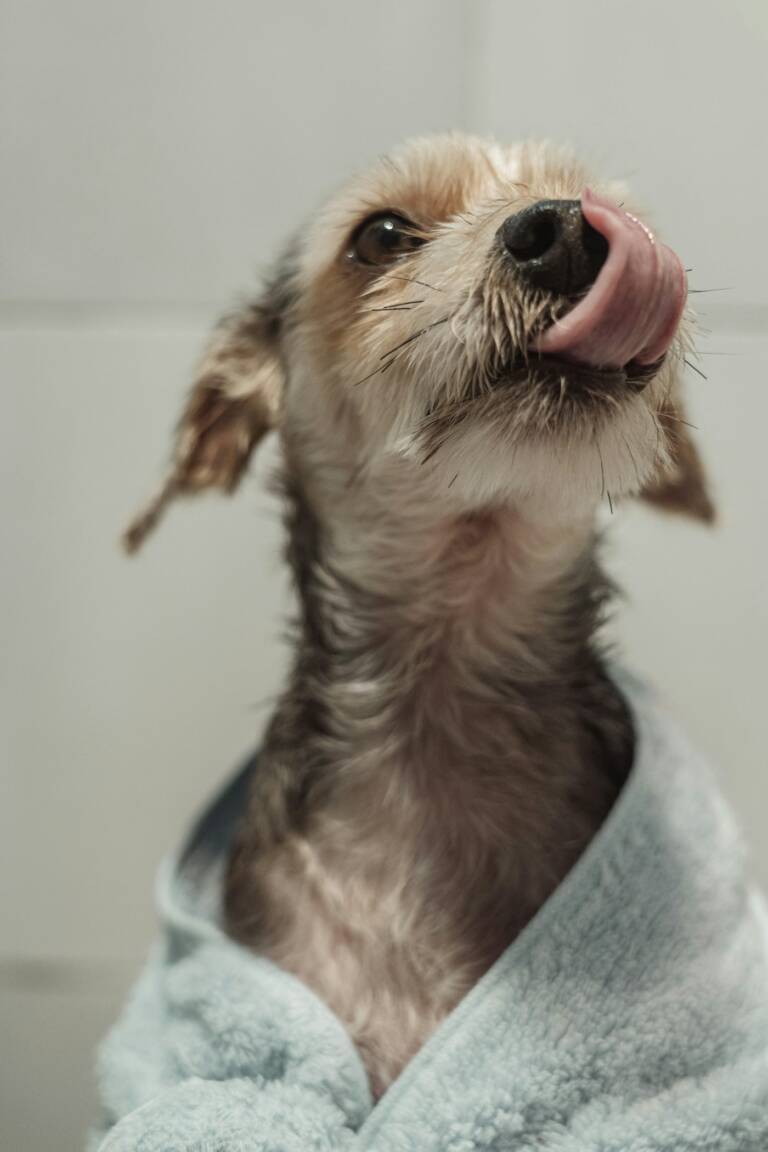 Small wet dog wrapped in a blue towel after a bath, licking its nose