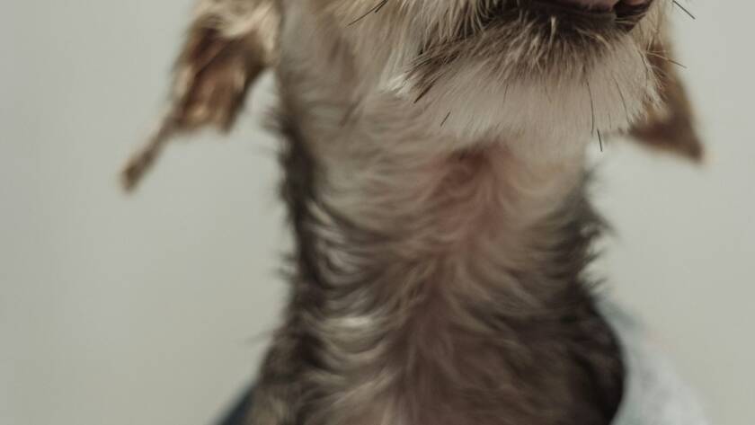 Small wet dog wrapped in a blue towel after a bath, licking its nose