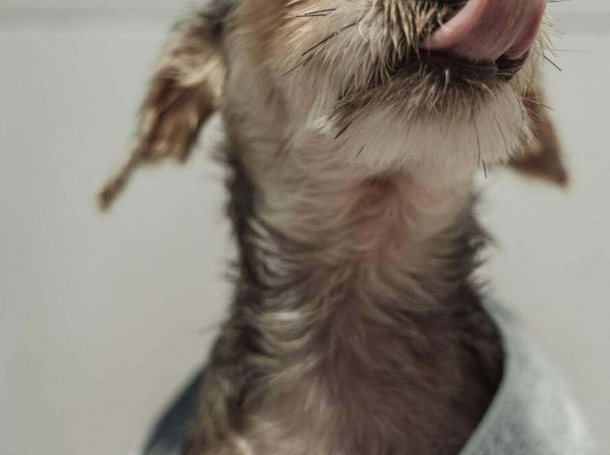 Small wet dog wrapped in a blue towel after a bath, licking its nose