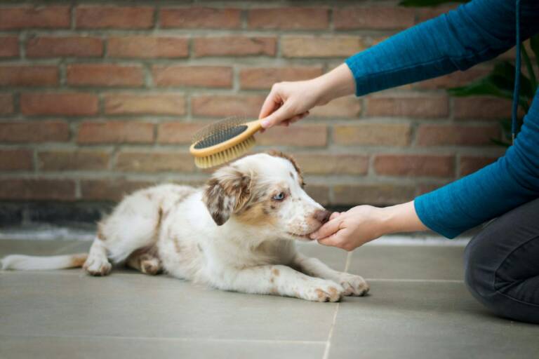 Puppy lying calmly on the floor licking a treat from one hand while being brushed with the other
