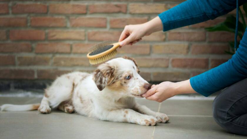 Puppy lying calmly on the floor licking a treat from one hand while being brushed with the other