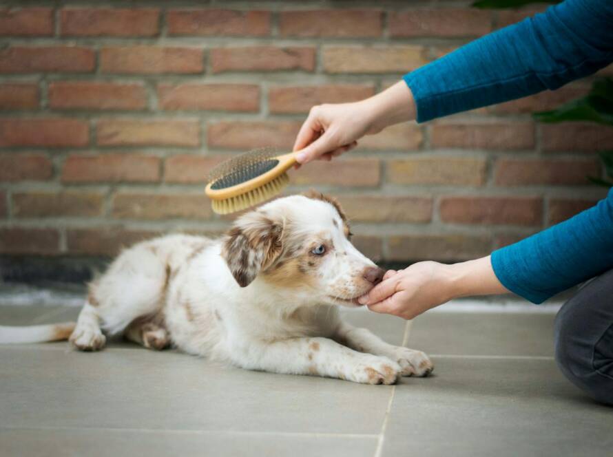 Puppy lying calmly on the floor licking a treat from one hand while being brushed with the other